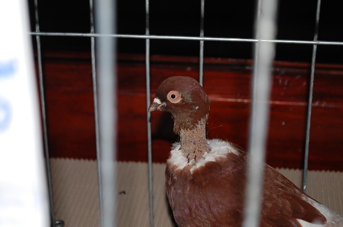 expo_acpara_2013_2_ (274) - Expo 2013 Arges Sambata