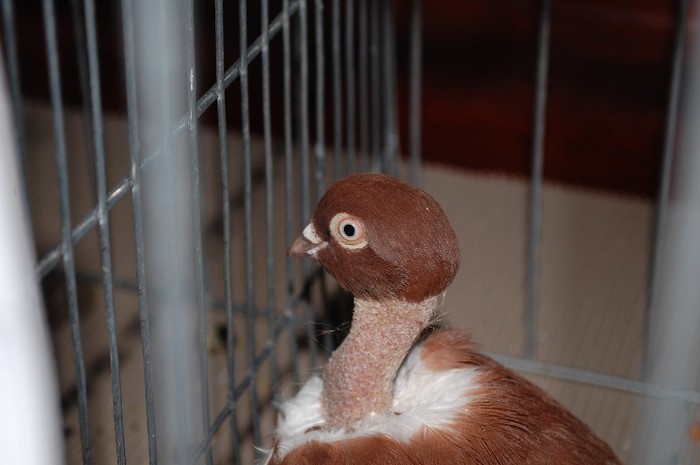 expo_acpara_2013_2_ (275) - Expo 2013 Arges Sambata