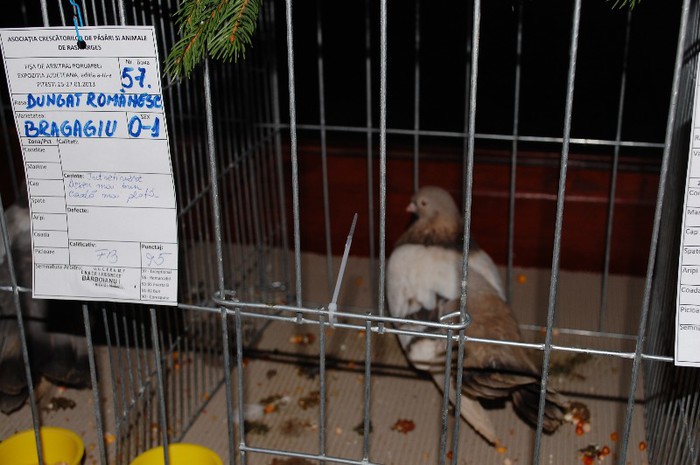 expo_acpara_2013_2_ (277) - Expo 2013 Arges Sambata