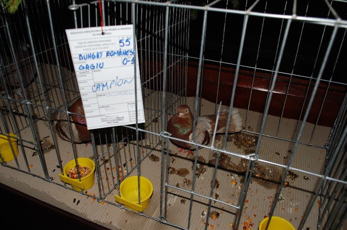 expo_acpara_2013_2_ (280) - Expo 2013 Arges Sambata