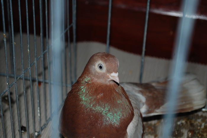 expo_acpara_2013_2_ (281) - Expo 2013 Arges Sambata