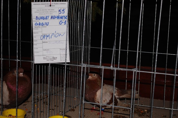 expo_acpara_2013_2_ (282) - Expo 2013 Arges Sambata