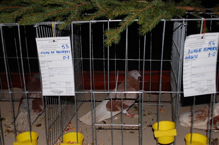 expo_acpara_2013_2_ (283) - Expo 2013 Arges Sambata