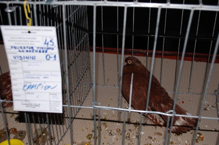 expo_acpara_2013_2_ (292) - Expo 2013 Arges Sambata