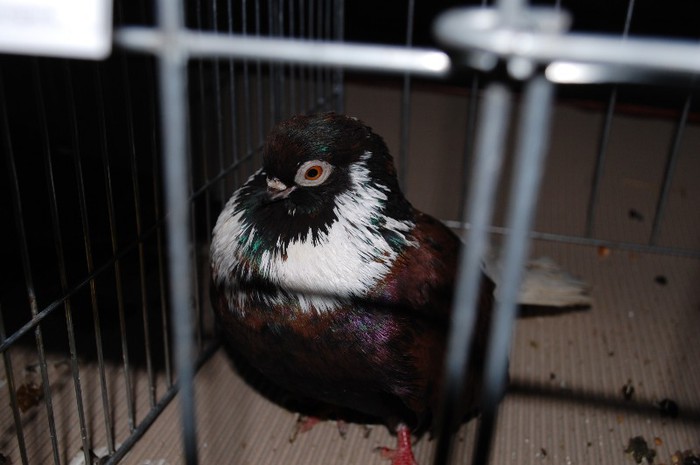 expo_acpara_2013_2_ (294) - Expo 2013 Arges Sambata