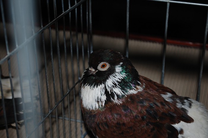 expo_acpara_2013_2_ (296) - Expo 2013 Arges Sambata