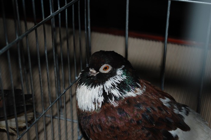 expo_acpara_2013_2_ (297) - Expo 2013 Arges Sambata