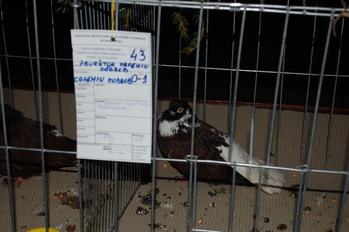 expo_acpara_2013_2_ (298) - Expo 2013 Arges Sambata