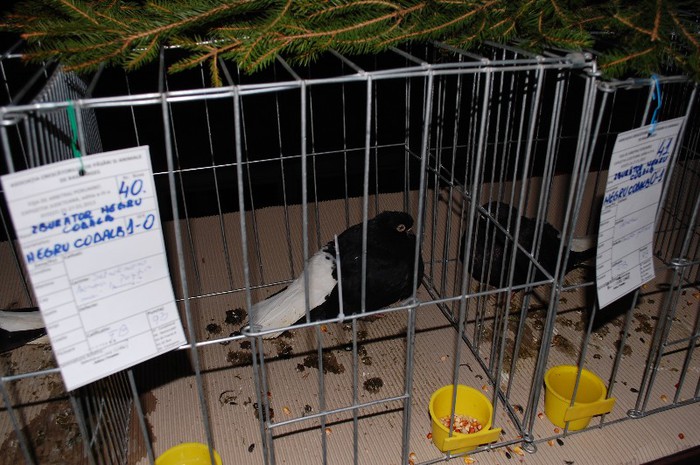 expo_acpara_2013_2_ (301) - Expo 2013 Arges Sambata