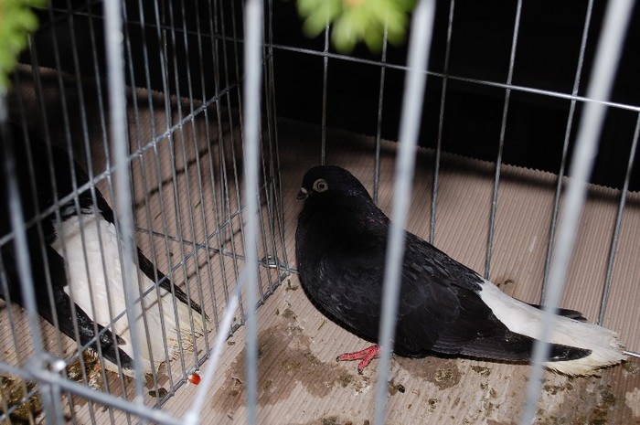 expo_acpara_2013_2_ (302) - Expo 2013 Arges Sambata