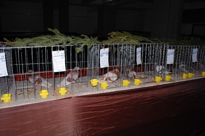 expo_acpara_2013_2_ (307) - Expo 2013 Arges Sambata