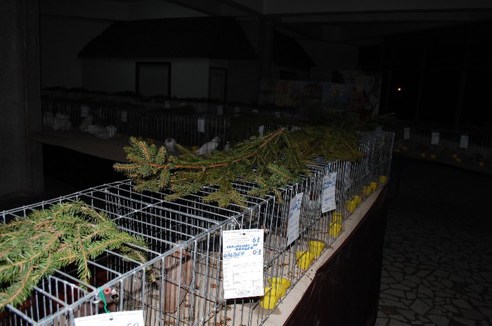 expo_acpara_2013_2_ (308) - Expo 2013 Arges Sambata