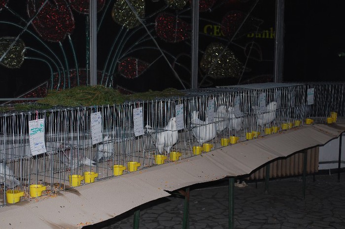 expo_acpara_2013_2_ (309) - Expo 2013 Arges Sambata