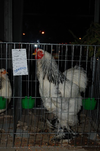 expo_acpara_2013_2_ (310) - Expo 2013 Arges Sambata