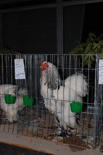 expo_acpara_2013_2_ (311) - Expo 2013 Arges Sambata