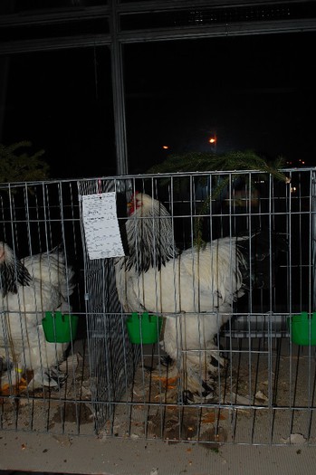 expo_acpara_2013_2_ (312) - Expo 2013 Arges Sambata