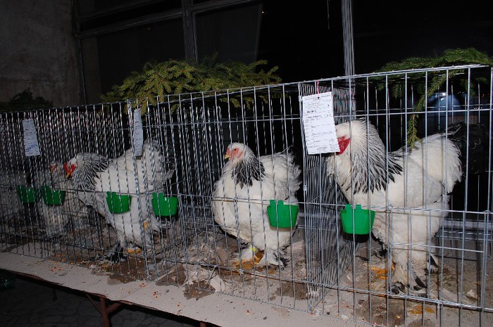 expo_acpara_2013_2_ (313) - Expo 2013 Arges Sambata