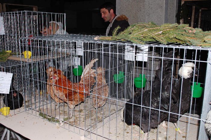 expo_acpara_2013_2_ (315) - Expo 2013 Arges Sambata