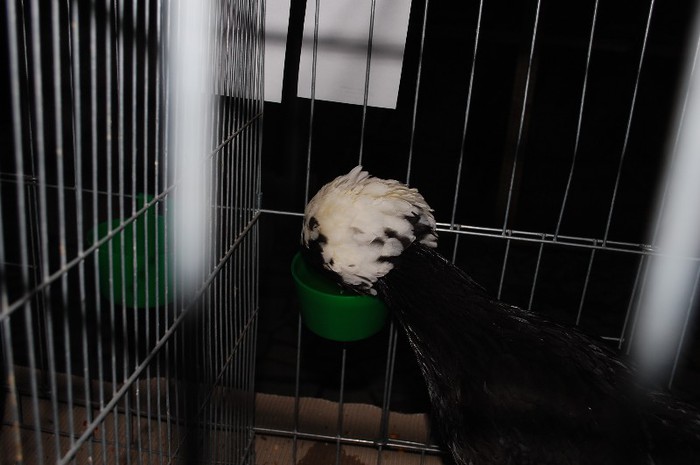 expo_acpara_2013_2_ (316) - Expo 2013 Arges Sambata