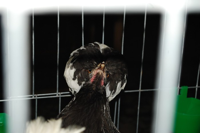 expo_acpara_2013_2_ (318) - Expo 2013 Arges Sambata