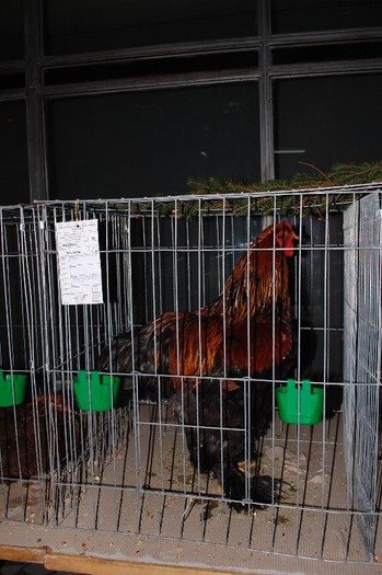 expo_acpara_2013_2_ (320) - Expo 2013 Arges Sambata