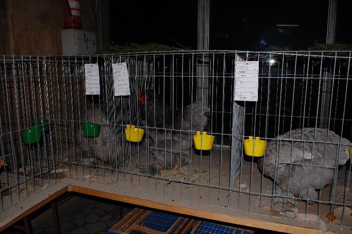 expo_acpara_2013_2_ (322) - Expo 2013 Arges Sambata