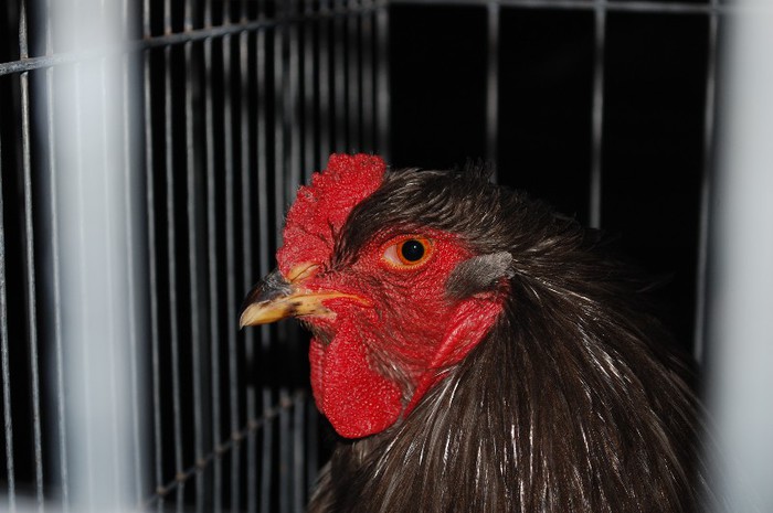 expo_acpara_2013_2_ (323) - Expo 2013 Arges Sambata