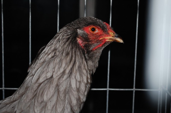 expo_acpara_2013_2_ (324) - Expo 2013 Arges Sambata