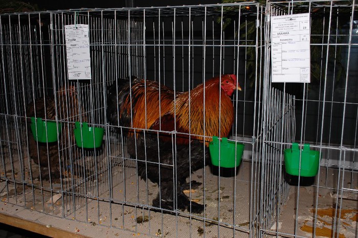 expo_acpara_2013_2_ (326) - Expo 2013 Arges Sambata