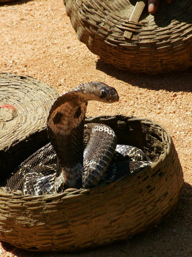 Cobra regala - Sri Lanka