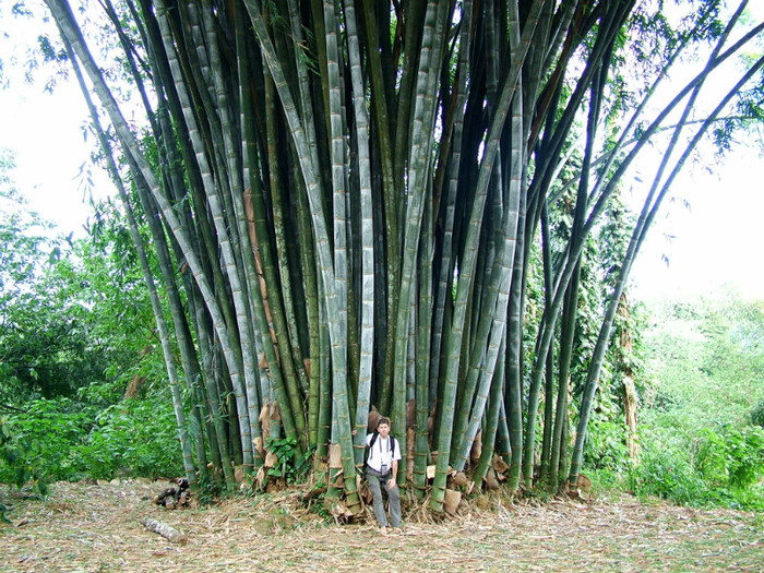 Mladite de bambus - Sri Lanka