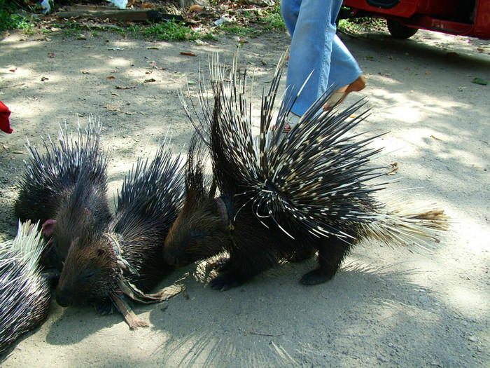 porcusori - Sri Lanka