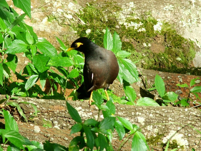 DSCF1162 - Sri Lanka