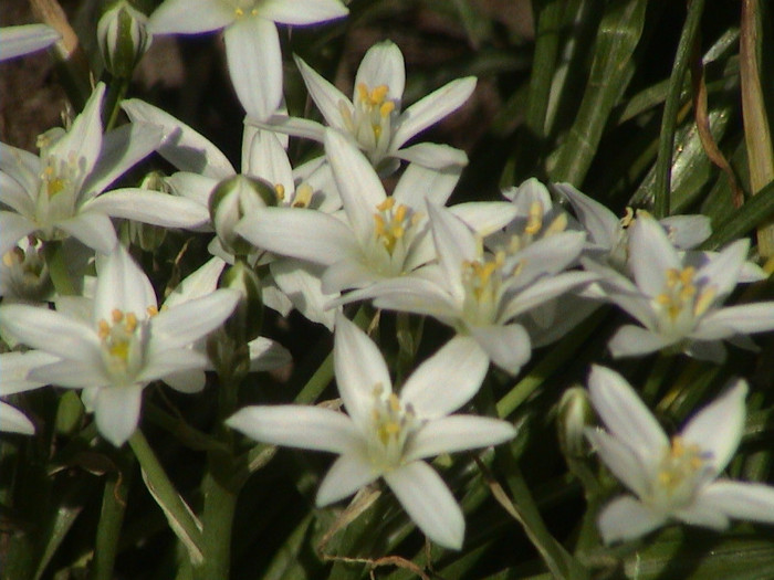 Zephyranthes Candida