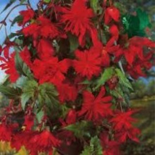 begonie curgatoare red - comanda atlasplant-cadou de la mami