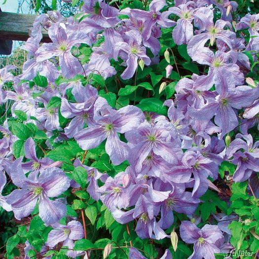 emilia-plater comanda bulgaria - Comanda clematis in primavara 2013