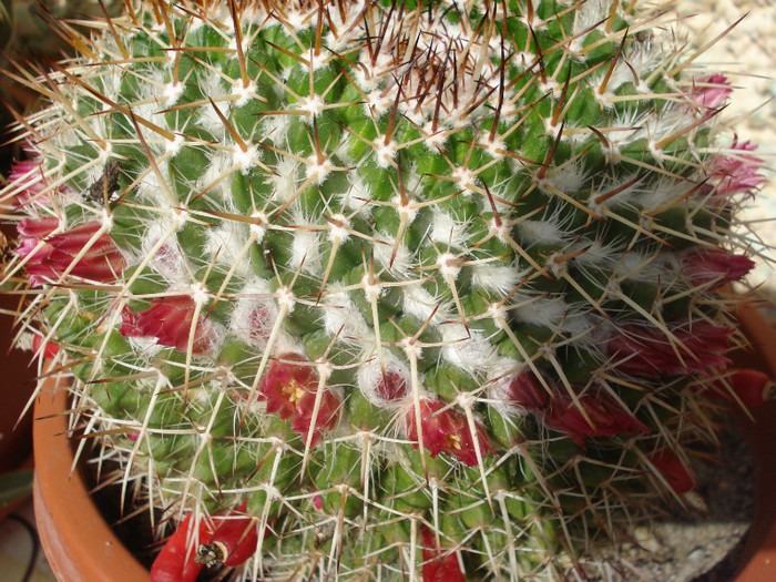 DSC09578 - cactusi 2012