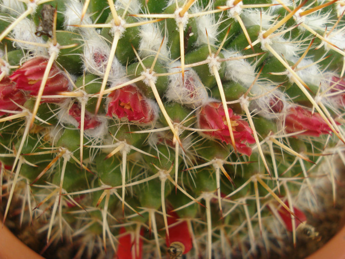 DSC09579 - cactusi 2012