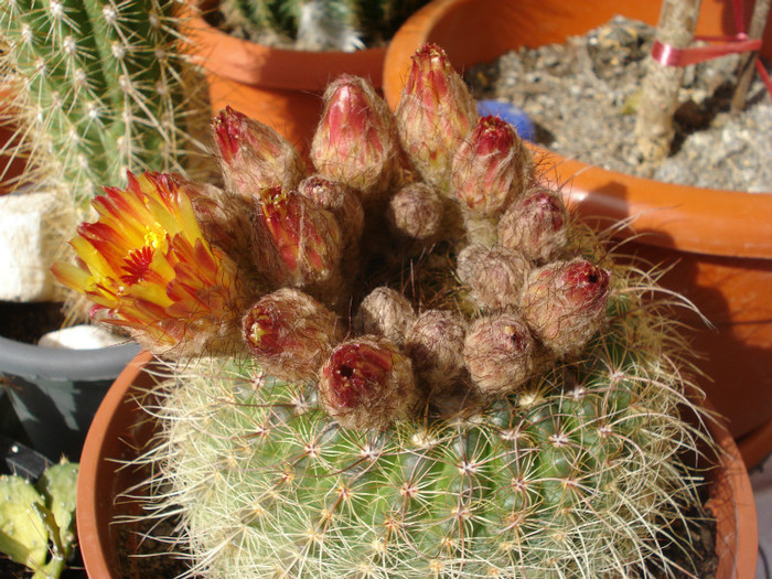 DSC09580 - cactusi 2012