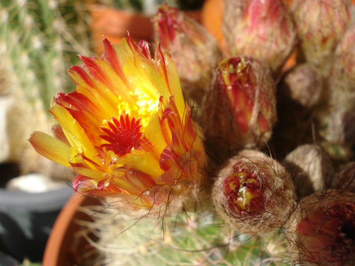 DSC09581 - cactusi 2012