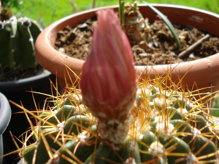 DSC09585 - cactusi 2012