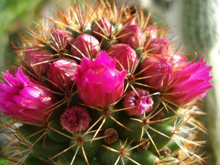DSC09586 - cactusi 2012