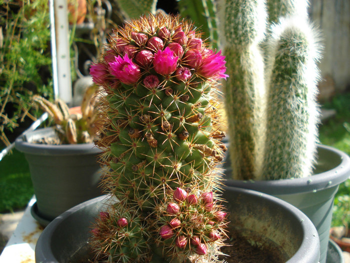 DSC09587 - cactusi 2012