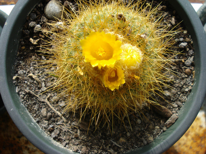 DSC09589 - cactusi 2012