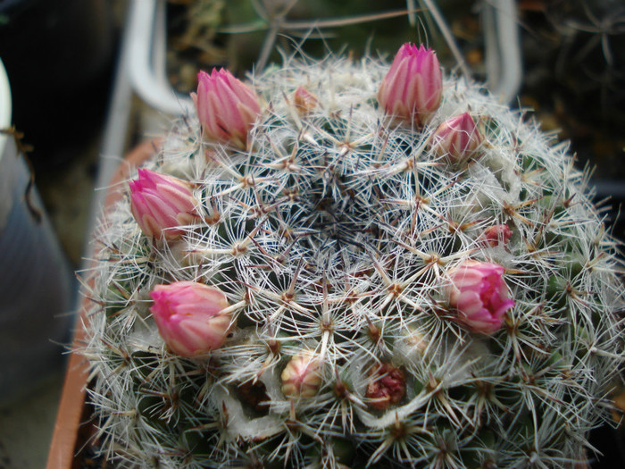 DSC09590 - cactusi 2012