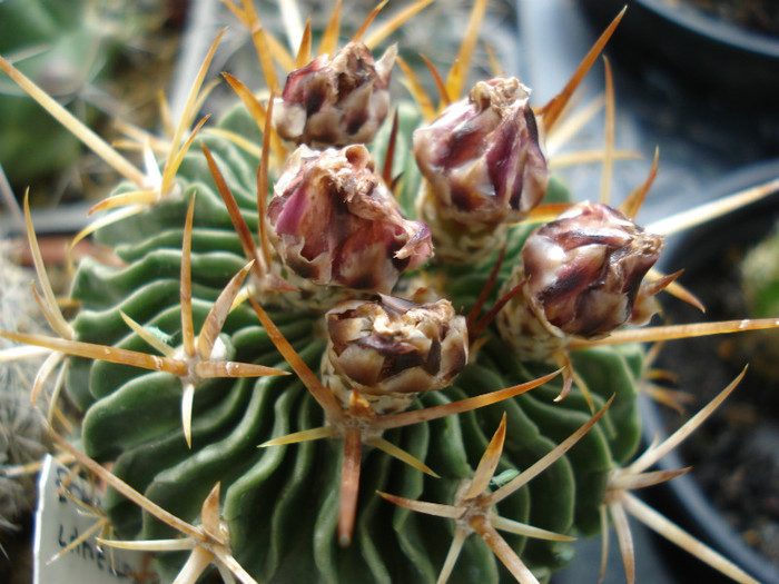 DSC09591 - cactusi 2012