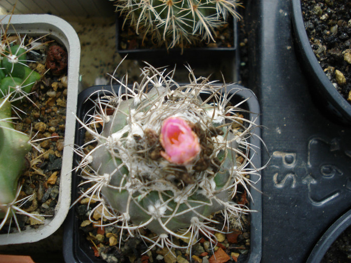 DSC09592 - cactusi 2012