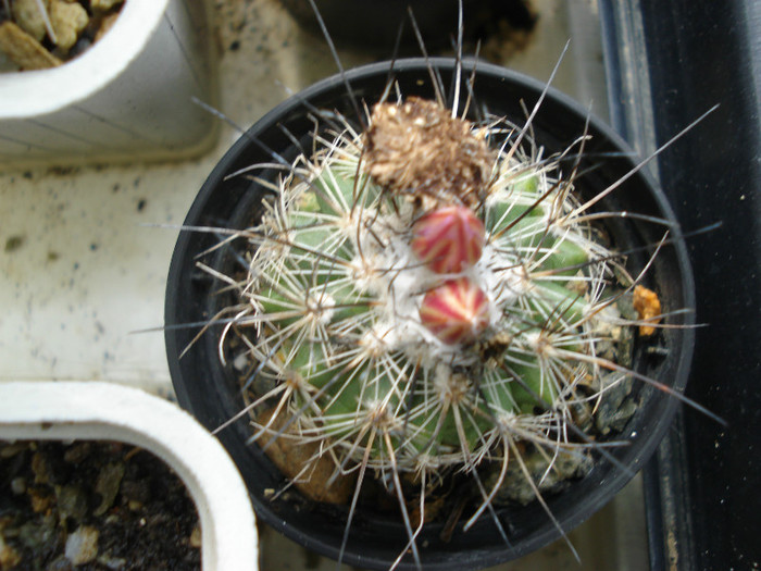 DSC09593 - cactusi 2012