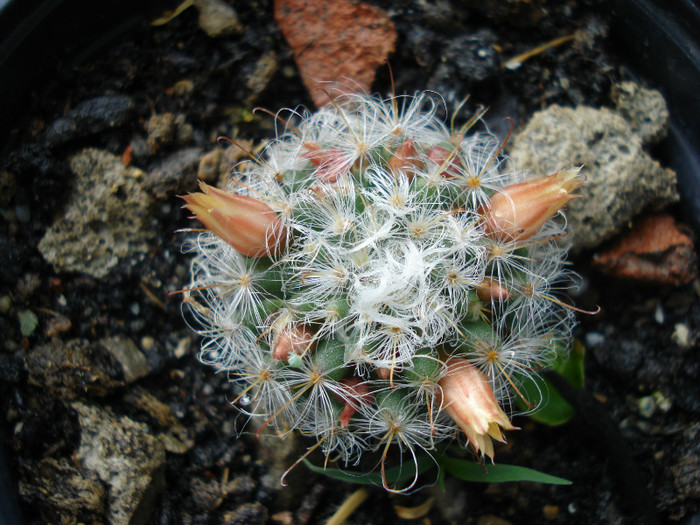 DSC09594 - cactusi 2012