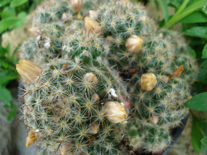 DSC09596 - cactusi 2012